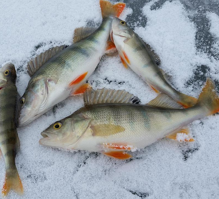 Rovaniemi: Ice Fishing Adventure