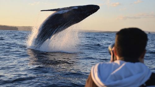 Sydney Whale-Watching by Speed Boat