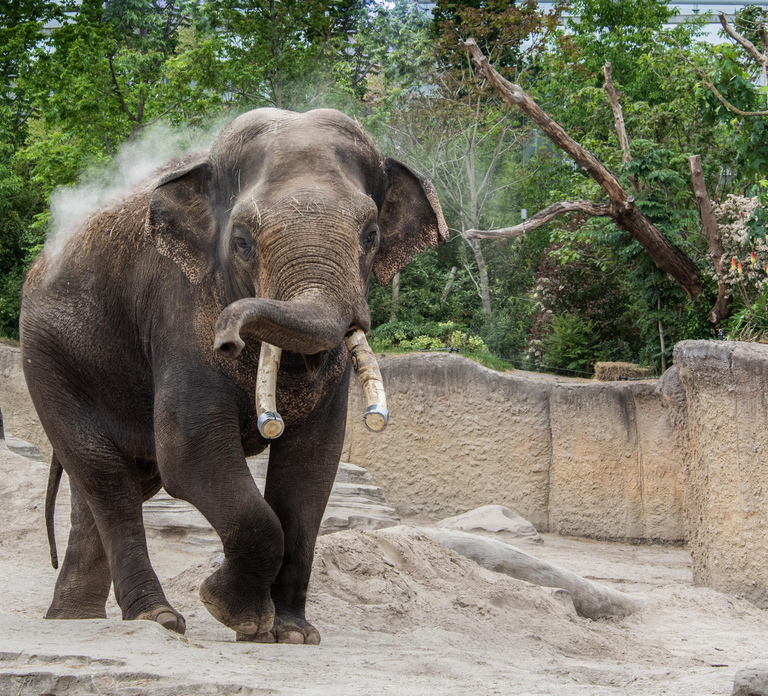 Emmen: Wildlands Adventure Zoo and Rimbula River Boat Ride