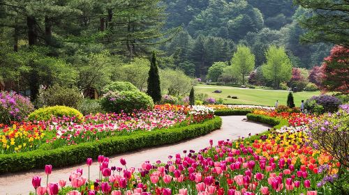 Full Day Private Tour Nami Island, Garden & Petite France Day Tours
