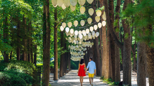 Nami Island, Rail Bike, Gapyeong Sheep and Alpaca Farm, and Starlight Festival Day Tours