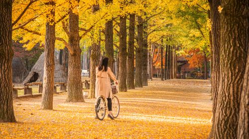 Nami Island + Gangchon Railbike + The Garden of Morning Calm One Day Tour (Depart from Seoul) Day Tours