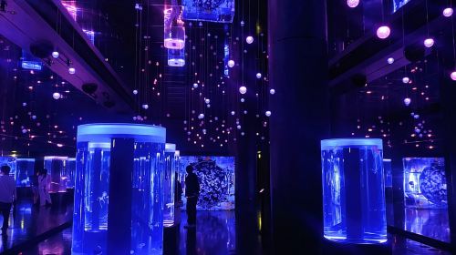 Tokyo : Night E-Bike Tour with Tokyo Tower and Dolphin Show Day Tours