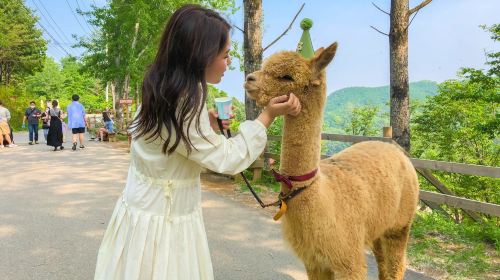 Gyeonggi-do|Alpaca World X Nami Island X Gangcheon Rail Bike Day Tours