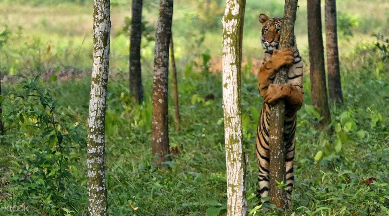 Safari Park Day Tour in Gazipur - HolidaySG