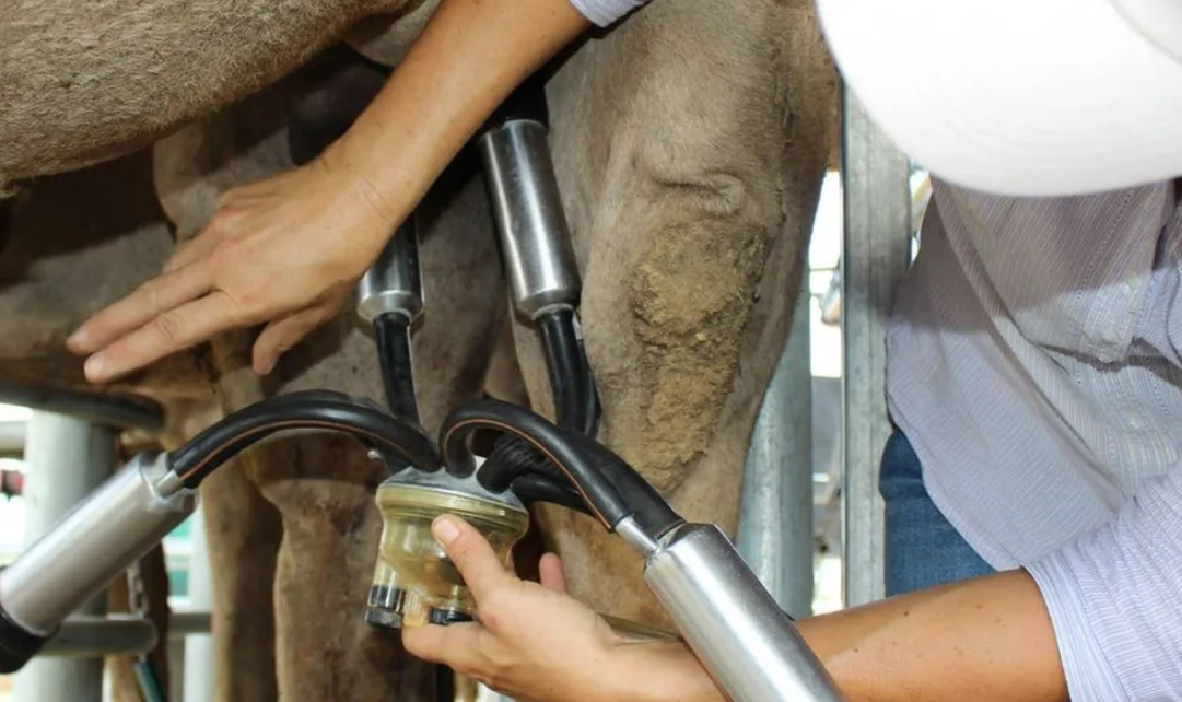 Camel Farm Guided Tour with Tasting - 1 Hour - HolidaySG