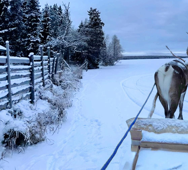 Levi: Lapland Reindeer Safari