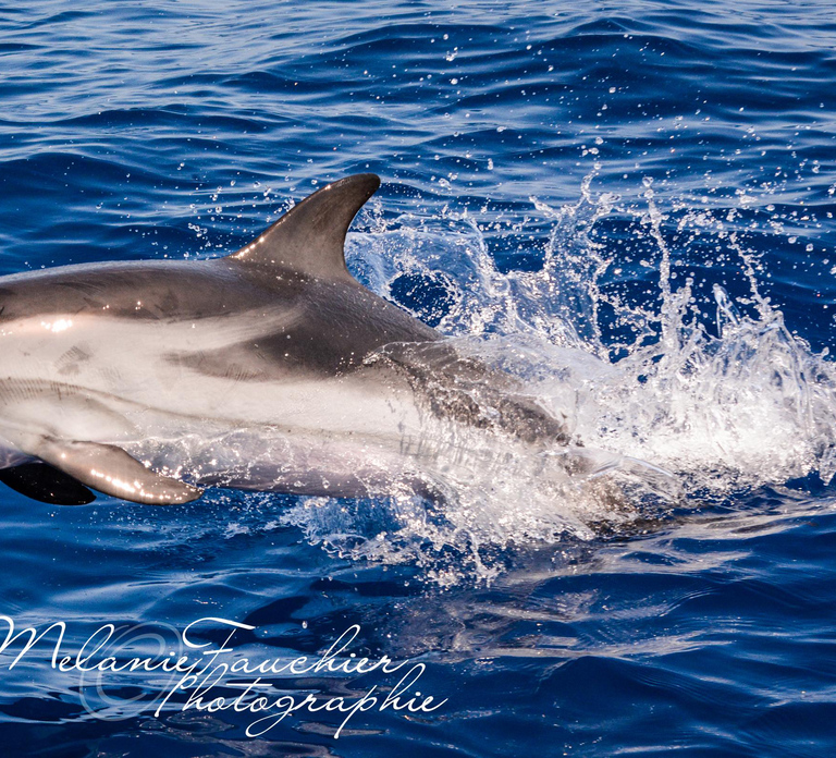 Whale-Watching, Dolphins & Whales from Bandol