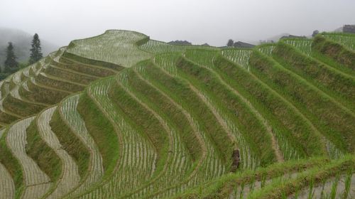 One Day Private Longji Rice Terraces with Minority village tour