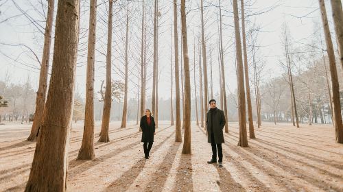 Seoul: The Painter Show with Nami Island Day Tours