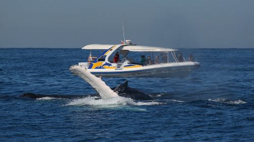 Sydney: 2.5 hour Adventure Whale Watching Cruise Day Tours
