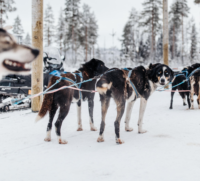 Rovaniemi: Small group Adults-Only 12-18km Husky Tour