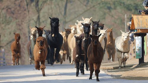 Seoul: Samaksan Cable Car & Nami with Alpaca World/Railbike Day Tours