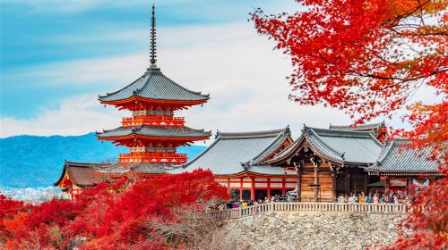 A day trip to Kyoto's ancient temples, Fushimi Inari Shrine, and Nara to feed the deer; small group tours with hotel pick-up and drop-off are available. Day Tours