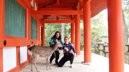 Private Nara Tour & Sake Tasting (Departing from Kyoto/Nara)