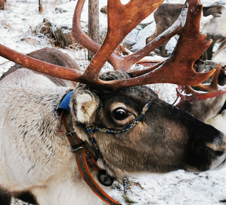 Rovaniemi: Santa's Reindeer and Husky Safari with Aurora BBQ
