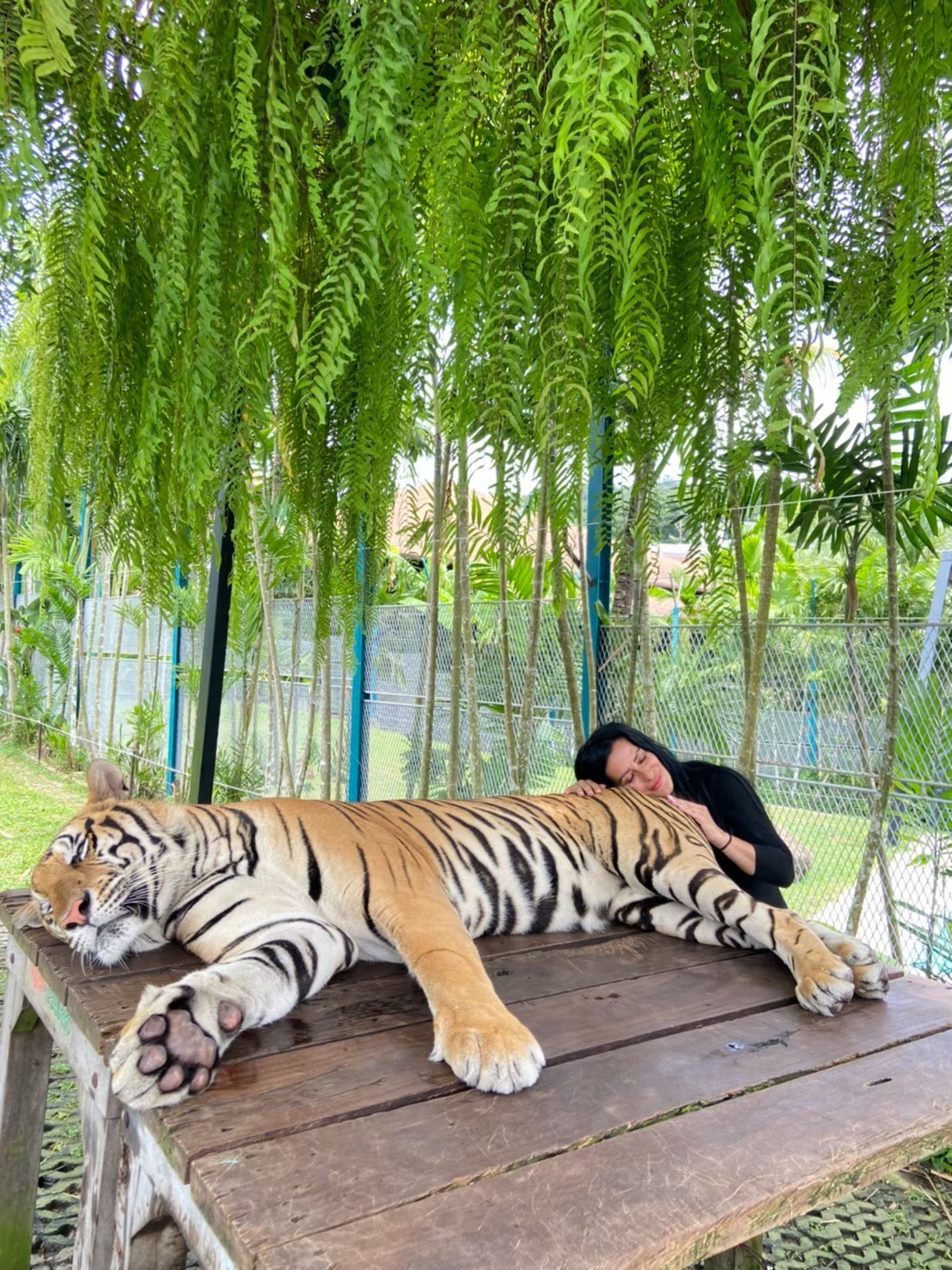 Join Tour Phuket City Tour: Tiger, Big Buddha, Chalong Temple - HolidaySG