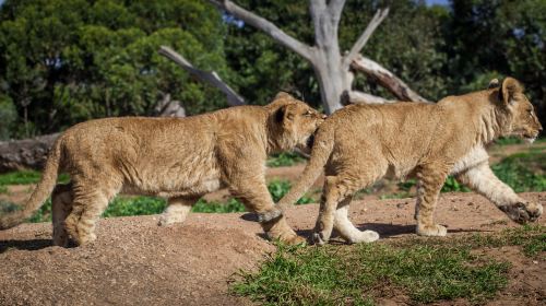 Werribee Open Range Zoo - HolidaySG