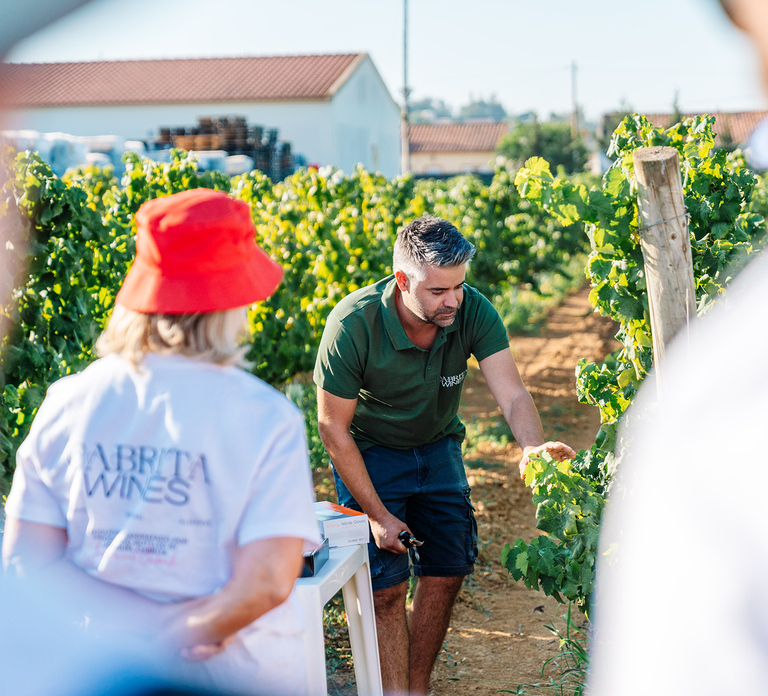 Algarve: Classic Wine Tour & Tasting in Silves