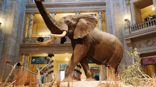 Smithsonian Museum of Natural History - Exclusive Guided Tour 