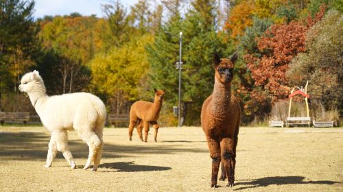 Alpaca World + Nami Island One Day Tour [Depart from Seoul • Family Friendly] Day Tours