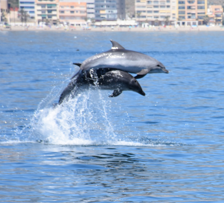 Benalmadena: Dolphin Watching Boat Tour
