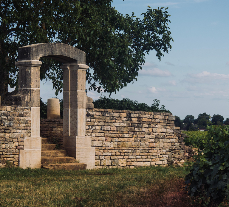 Côte de Nuits: Vineyard Tour