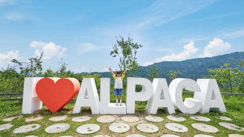 Chuncheon City + Nami Island one-day tour in South Korea [Alpaca Farm & Rail Bike] Day Tours