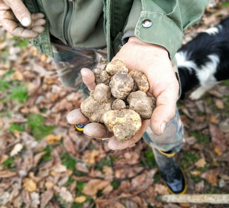 Langhe: Truffle Hunting Experience