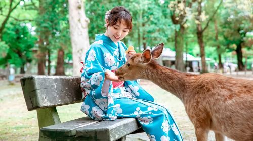 Kyoto Kiyomizu-dera Temple & Fushimi Inari Taisha & Nara Park 1-day tour [Optional 9-person small group] Day Tours