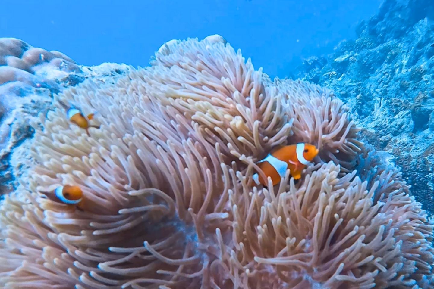 Bintan Snorkeling Tour