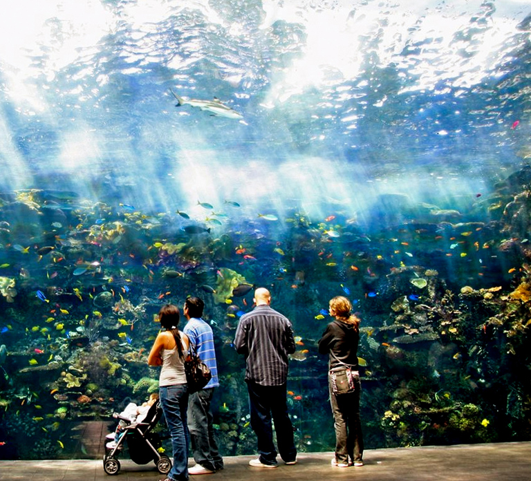 Atlanta: Georgia Aquarium Skip-the-Box-Office Entry Ticket
