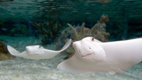 Kansas City: SEA LIFE Kansas City Aquarium General Admission Day Tours