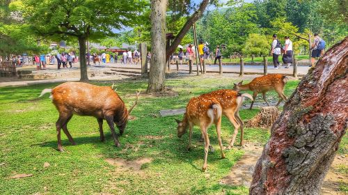Kyoto: Nara, Todaiji, Kasuga Taisha Shrine Private Full Day Day Tours