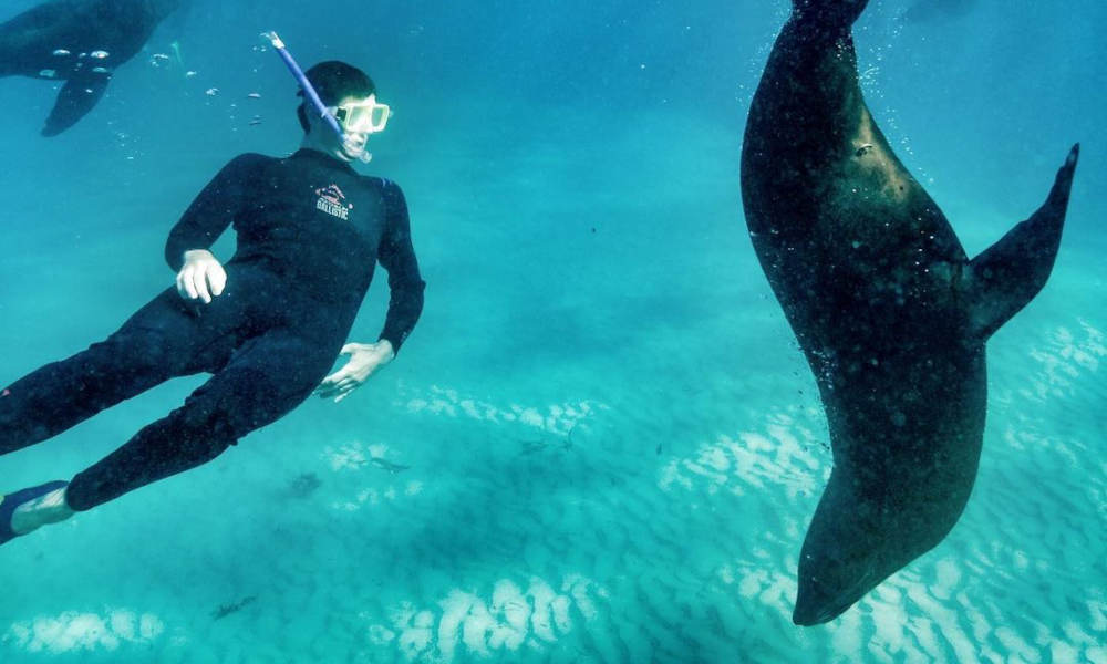 Sorrento Sightseeing Cruise With Dolphin And Seal Swim - HolidaySG