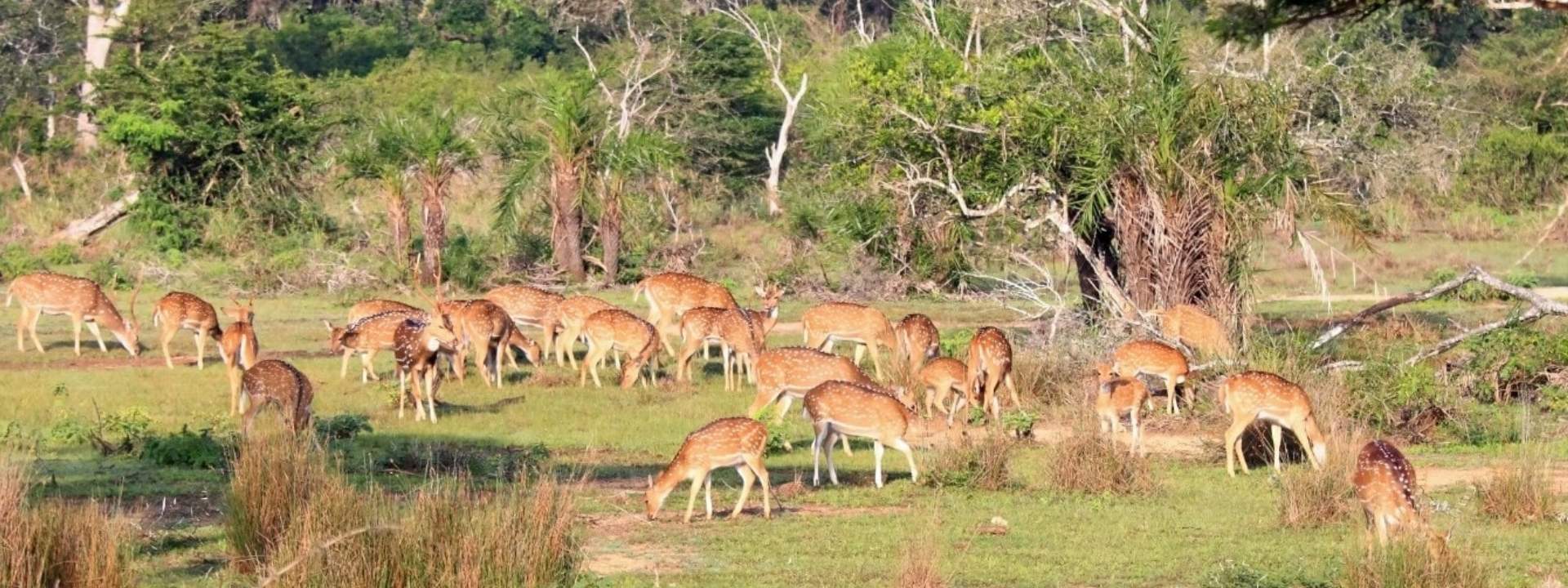 Wilpattu National Park Safari Drive from Trincomalee