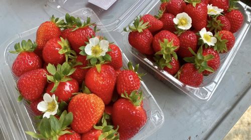 Winter 1-day tour from Seoul: Strawberry picking + Eobi Valley + Nami Island Day Tours