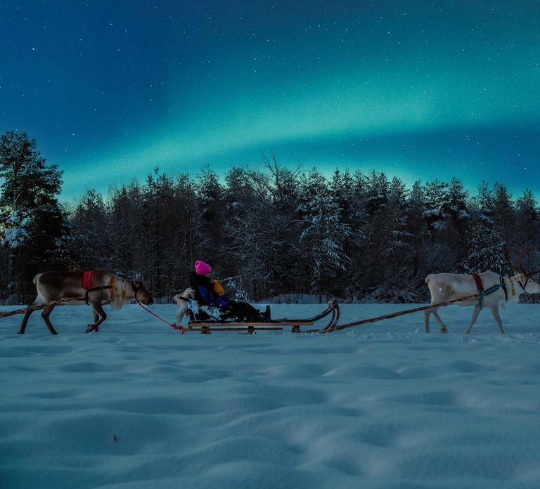 Rovaniemi: Apukka Reindeer Sleigh Ride at Night
