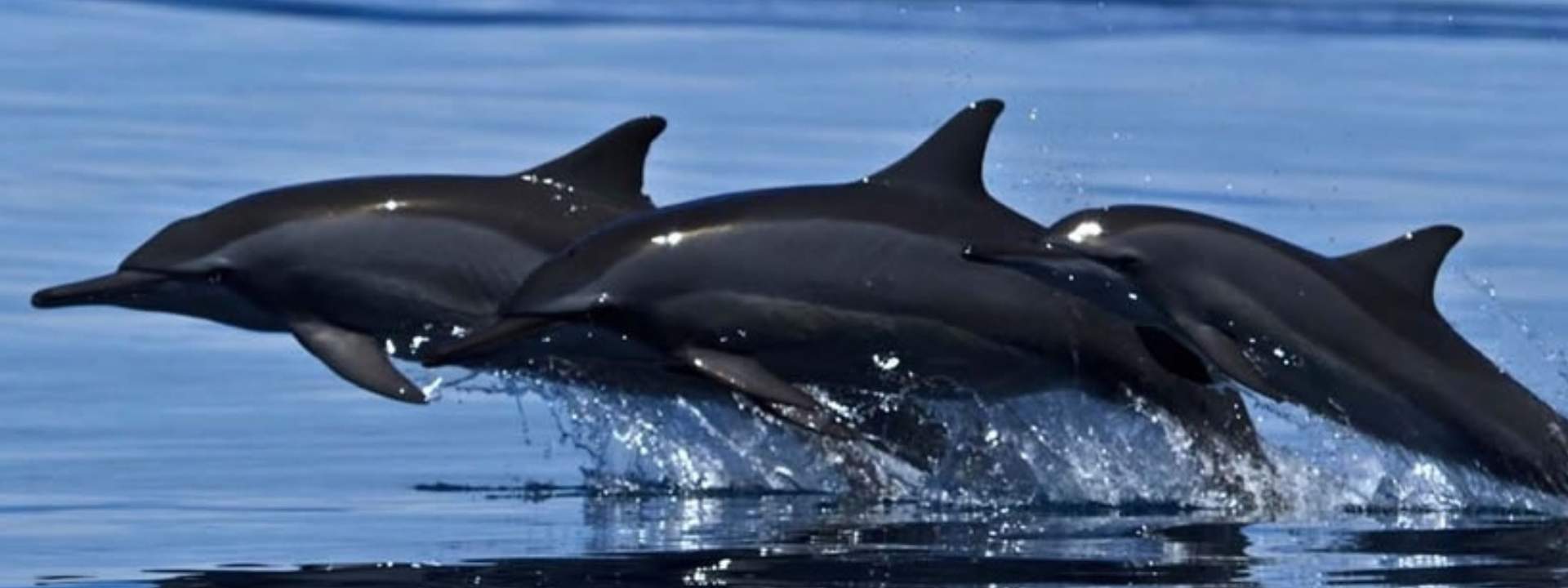Whale and Dolphin Watching Experience in Trincomalee