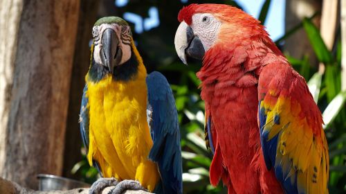 Gapyeong Begonia Bird Park + Nami Island Private Car Charter (Easy Tour Option) Day Tours