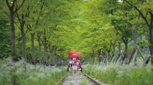 Alpacas/Nami Island/Rail Bike/Garden of Morning Calm/Legoland/Begonia Bird Park Day Tours