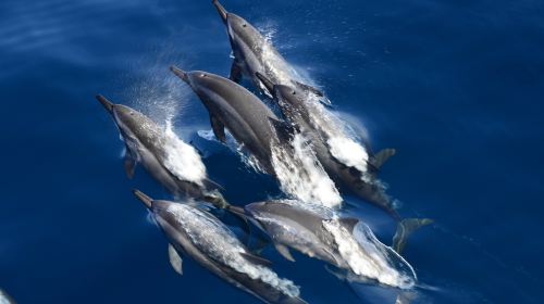 whaleworld Whale Watching Experience in Hualien
