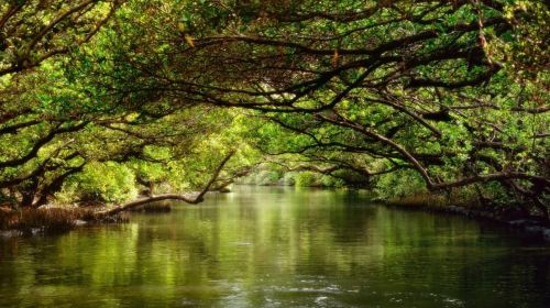 Tainan: Sicao Green Tunnel Scenic Boat Ride Day Tours