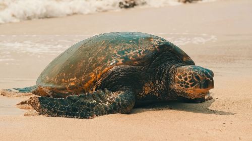 Small Group North Shore Circle Island Tour Oahu Day Tours