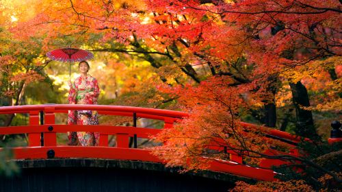Kyoto Autumn Foliage Special: Minoh Falls, Sagano Romantic Train, Arashiyama Bamboo Forest, Nonomiya Shrine, Togetsukyo Bridge & Kinkakuji Temple One Day Tour (From Osaka) Day Tours