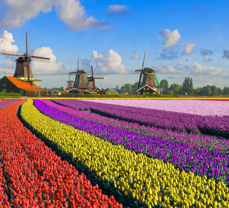 Amsterdam: Zaanse Schans, The Hague & Rotterdam Tour