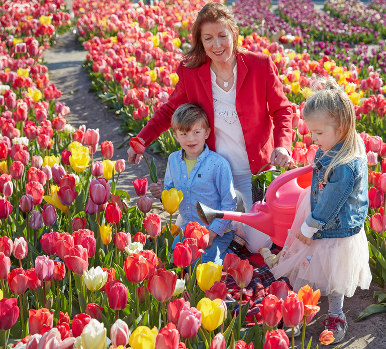 From Amsterdam: Tulip Field Experience – The Tulip Barn