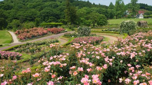 IBARAKI FLOWER PARK - HolidaySG