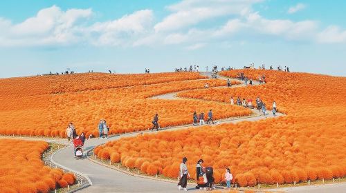 Ibaraki Hitachi Seaside Park + Kamiiso no Torii + Nakaminato Fish Market Flower Sea 1-day tour