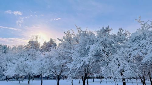 1-day tour from Seoul to Nami Island + Gangchon Ski Resort (Elysian Ski Resort) Day Tours